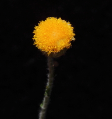 Chrysocephalum puteale