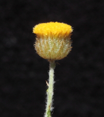 Chrysocephalum puteale