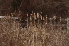 Typha latifolia