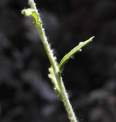 Chrysocephalum puteale