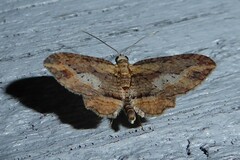 Chloroclystis filata