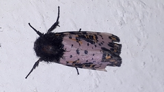 Xanthopastis moctezuma