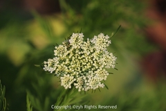 Cnidium monnieri