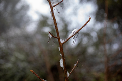 Toxicodendron diversilobum