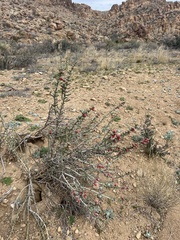 Cylindropuntia leptocaulis