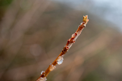 Toxicodendron diversilobum