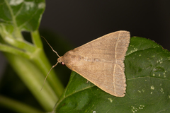 Simplicia cornicalis