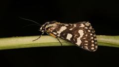 Ipanica cornigera