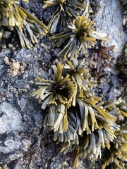 Pelvetiopsis limitata