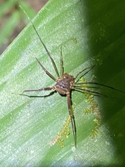 Cosmetinae