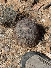 Echinomastus erectocentrus erectocentrus