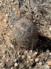 Echinomastus erectocentrus erectocentrus