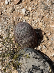 Echinomastus erectocentrus erectocentrus