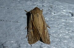 Ichneutica atristriga