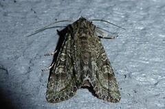 Ichneutica mutans