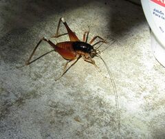 Apotetamenus amazonae