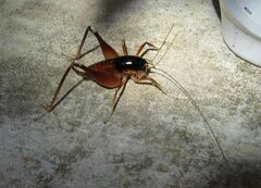 Apotetamenus amazonae