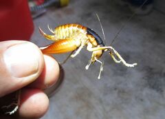 Apotetamenus amazonae