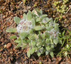 Chthonocephalus pseudevax