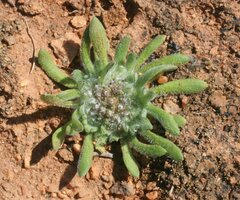 Chthonocephalus pseudevax