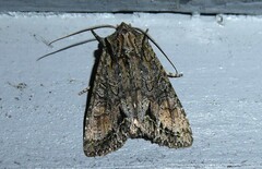 Ichneutica mutans