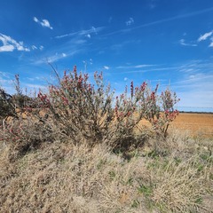 Cylindropuntia leptocaulis