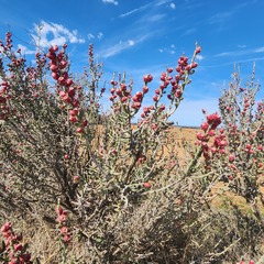 Cylindropuntia leptocaulis