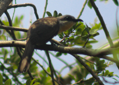 Coccyzus melacoryphus