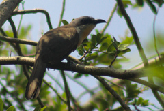 Coccyzus melacoryphus