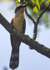 Coccyzus melacoryphus