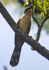 Coccyzus melacoryphus