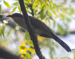 Coccyzus melacoryphus