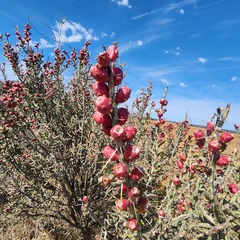 Cylindropuntia leptocaulis