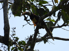 Pteroglossus castanotis