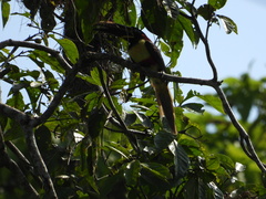 Pteroglossus castanotis