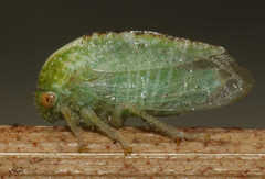 Cyrtolobus