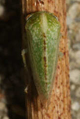 Cyrtolobus