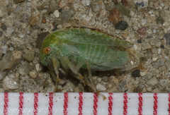 Cyrtolobus