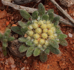 Chthonocephalus pseudevax