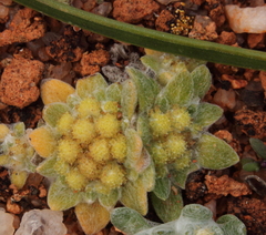 Chthonocephalus pseudevax