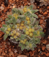 Chthonocephalus pseudevax