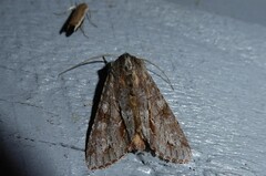 Ichneutica ustistriga
