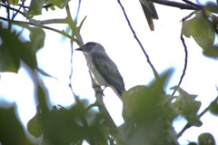 Coracina novaehollandiae