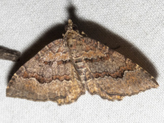 Chrysolarentia bichromata