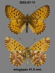 Boloria titania