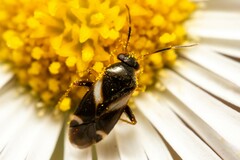 Ausejanus albisignatus