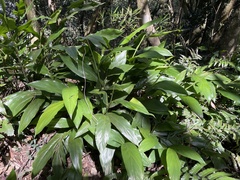 Alpinia intermedia