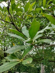 Fagraea fragrans