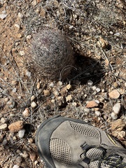Echinomastus erectocentrus erectocentrus