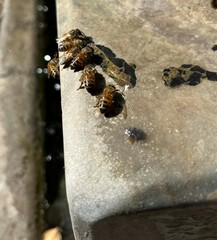 Apis mellifera
